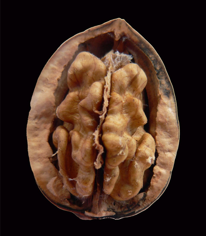 A split walnut showing its kernel