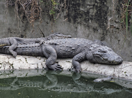An alligator lazing on a log in a bayou.