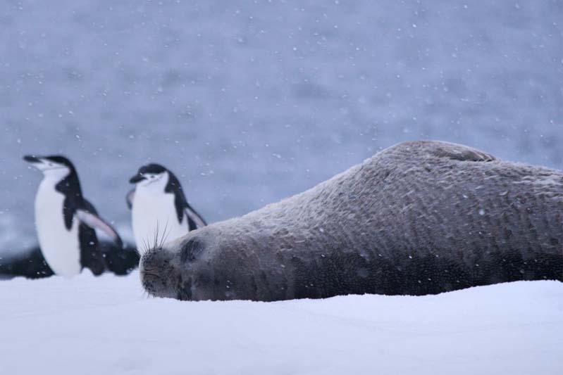 A snowy background with two standing penguins and a seal lying down.