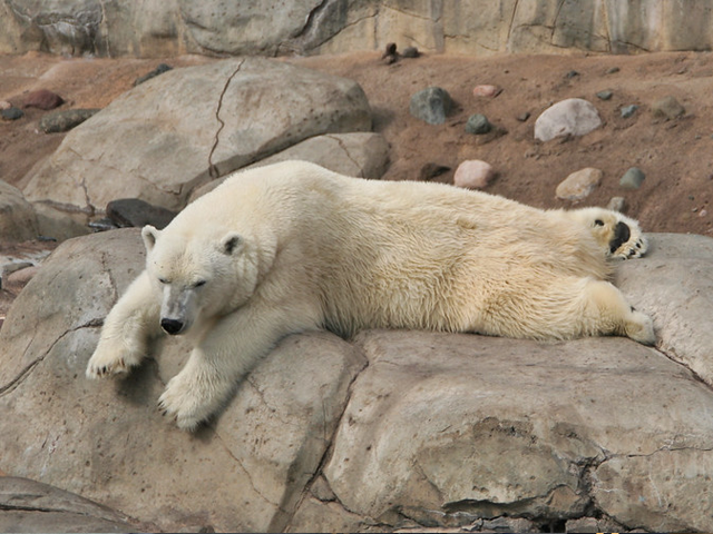 A polar bear lazing on the rocks.