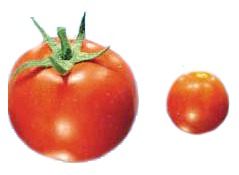 One big tomato next to a smaller tomato