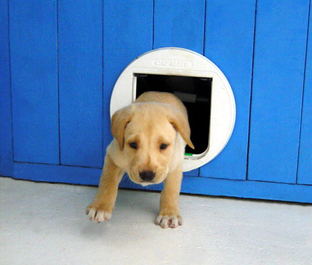 A Labrador puppy coming through a dog door in a blue-panelled wall