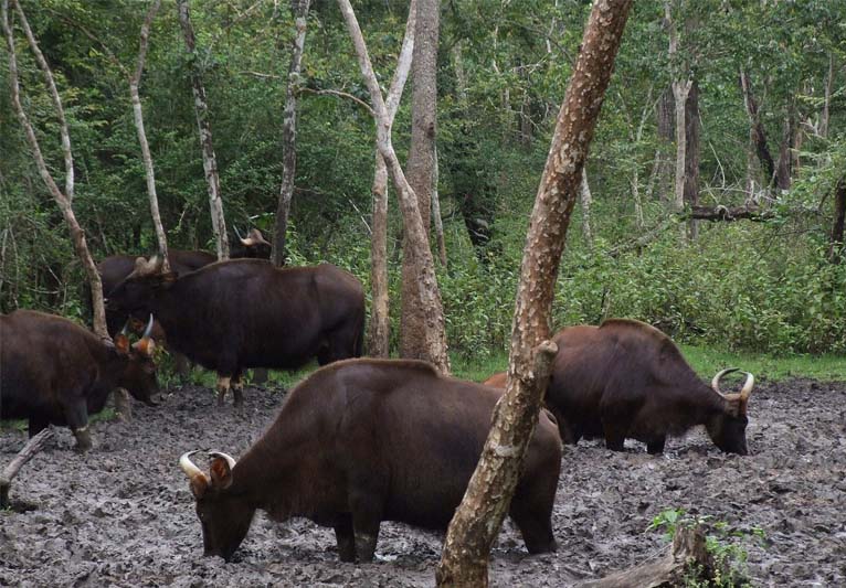 Herd of wild Indian bison at a salt lick.