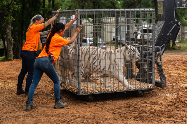 Two women in orange shirts pushing a cage with two cream and brown striped tigers.