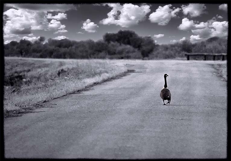 A black-and-white photograph of a goose waddling down the road.