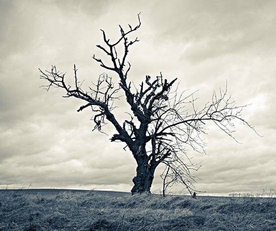 A bare-branched tree isolated on top of a hill.