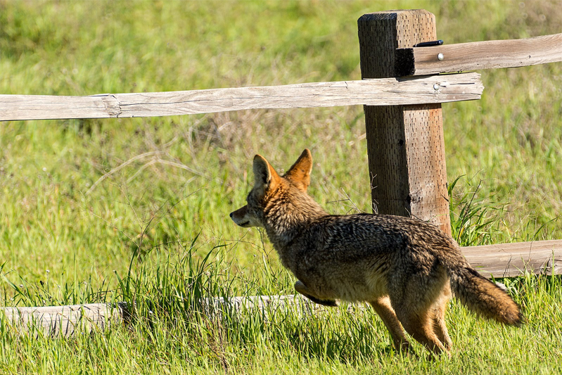 A coyote running between rails of a fence.