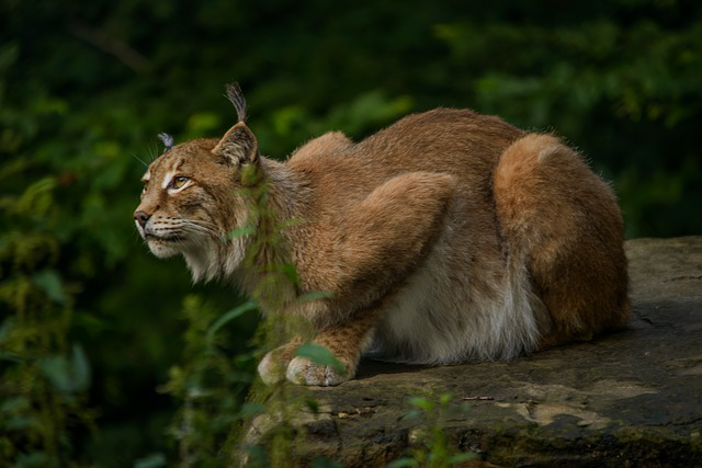 Profile of a lynx crouching on a rock in front of dark foliage