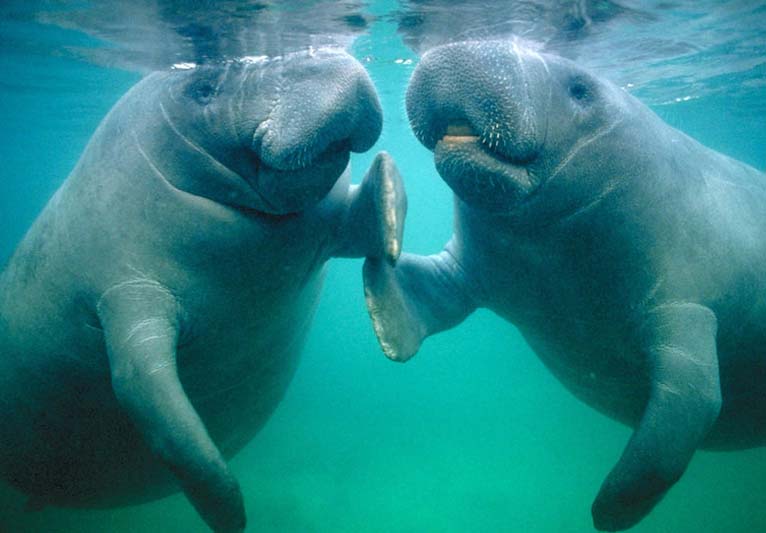 Two manatees giving each other a high five.
