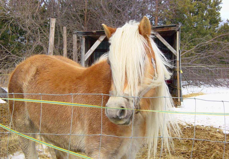 A Shetland pony with a long unruly mane.