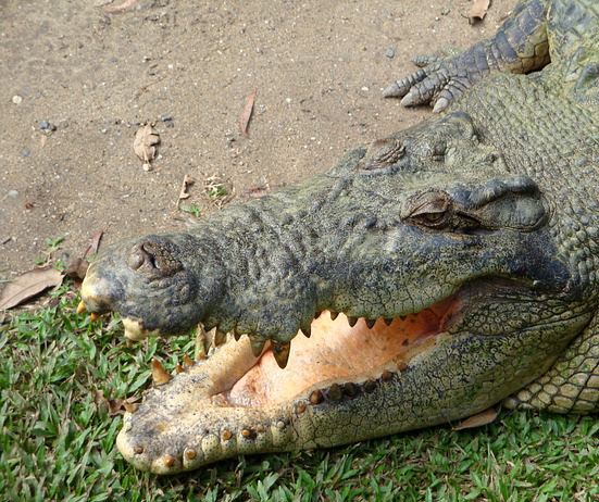 A close-up of an alligator's open mouth