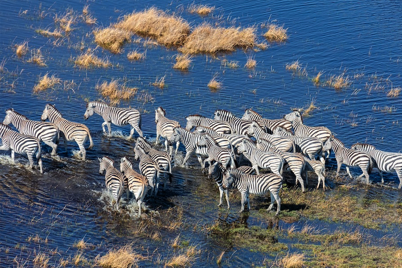 A herd of zebra walking across a river