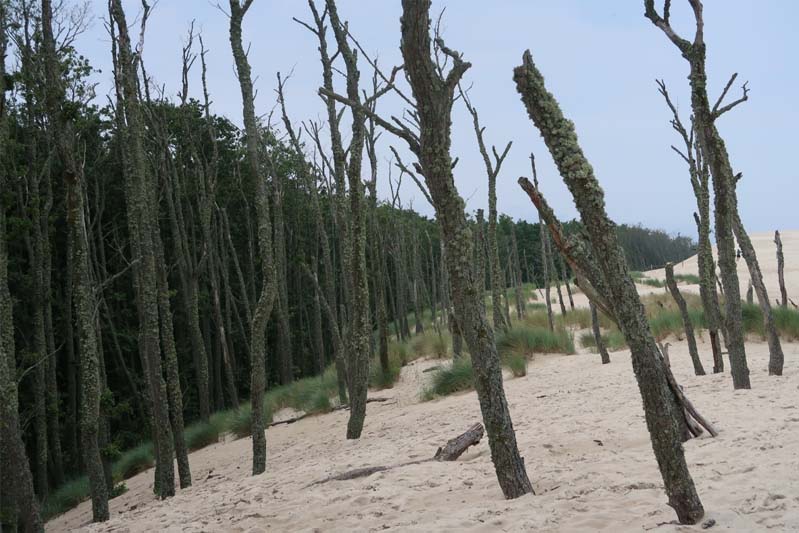 Dying tree trunks in the sand along the edge of a forest.