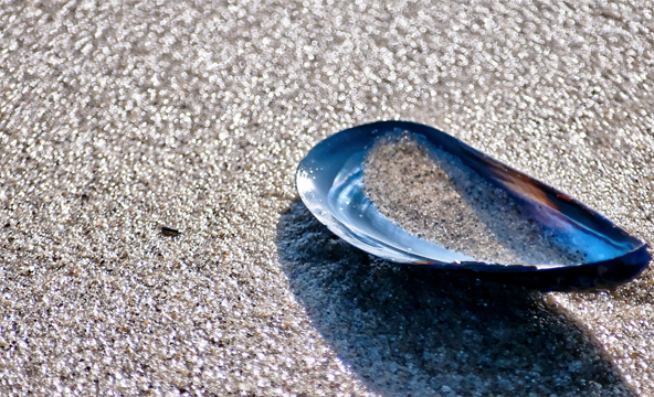 Half a shell from a mussel lying in the sand