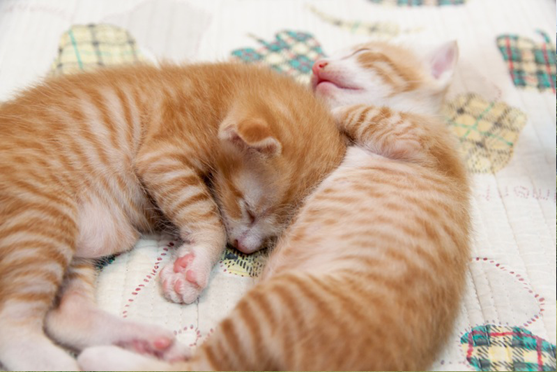 Two marmalade kittens curled up on a pastel quilt are fast asleep