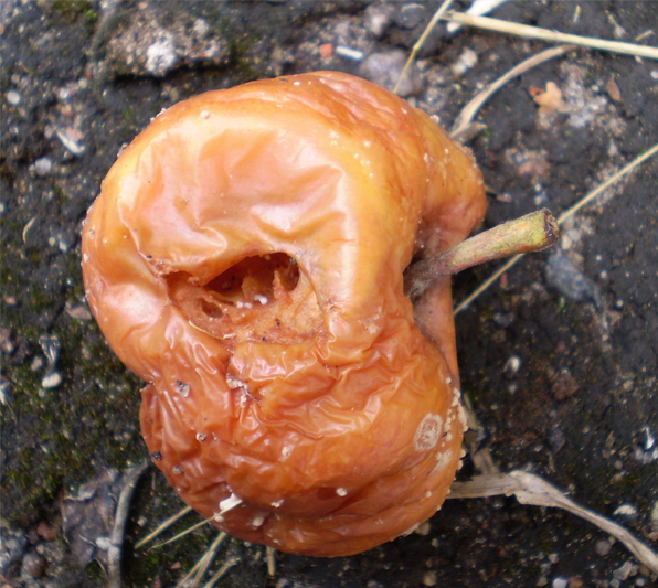 A really rotten apple