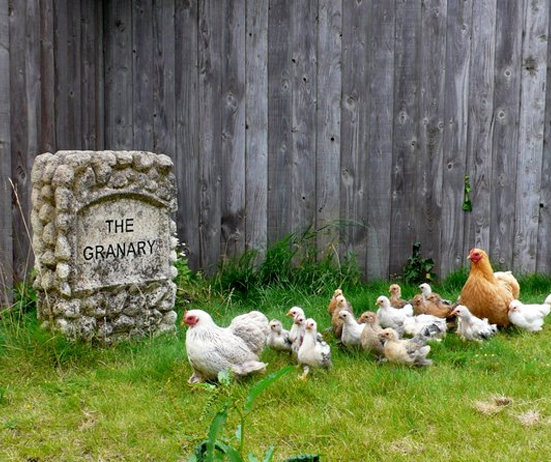 A chicken leads her chicks and another chicken's chicks past a stone marker that reads The Granary