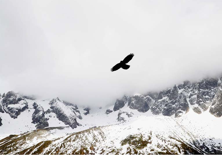 Black bird with wings outstretched, flying across snowy mountains in wintertime