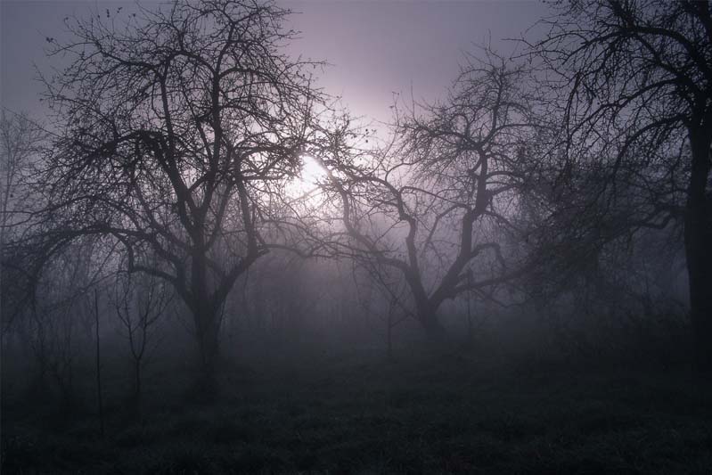 A forest of bare-branched trees in the dawn with the fog rising through them.