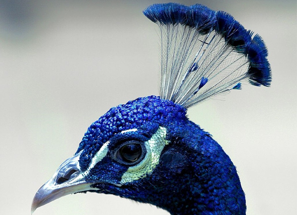 Peacock profile displays his head feathers