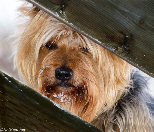 Dog peeking through opening in wooden fence