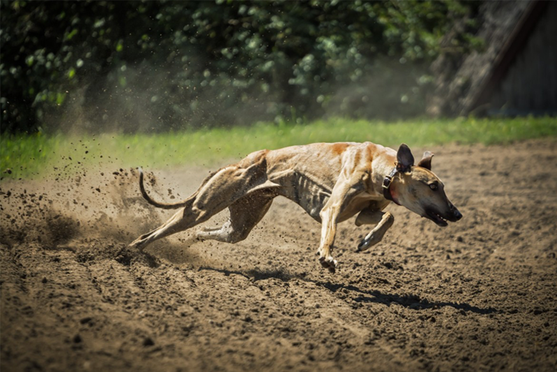 Greyhound runs fast across the dirt