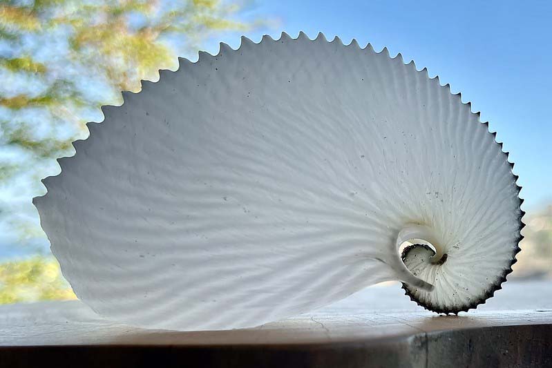 The white perfect spiral of a shell.