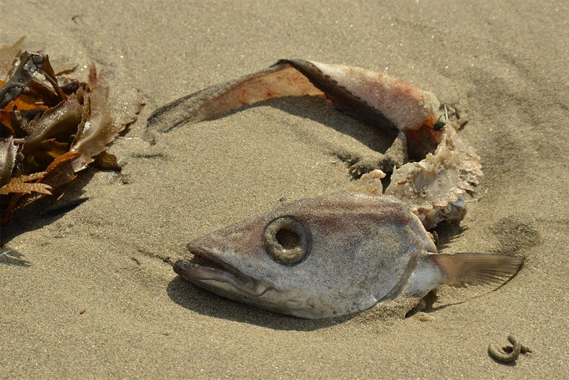 The focal point is the fish's head with the rest of its dessicated body twisting behind it on the sand.