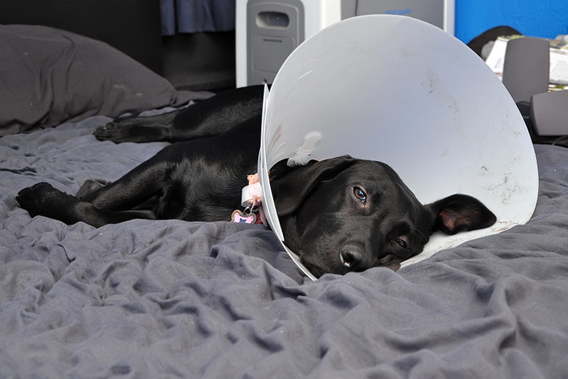 Black dog lying on a bed and wearing a cone