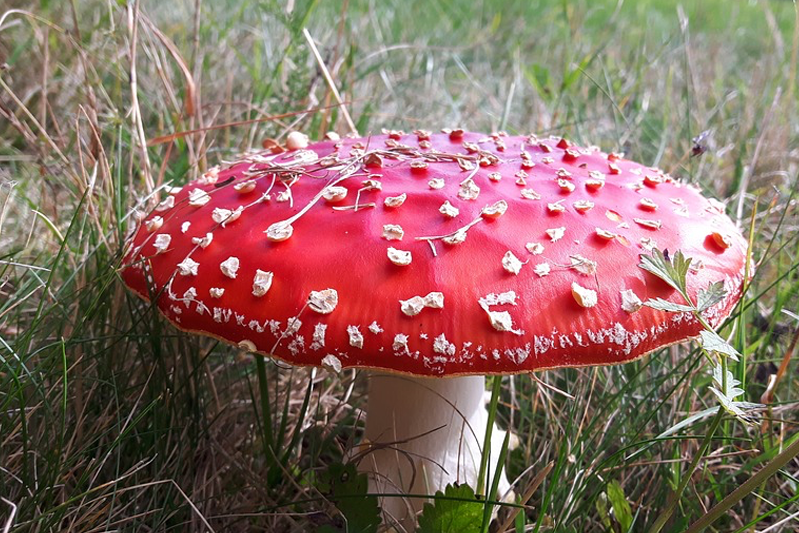 Close-up of a red-capped mushroom with white markings
