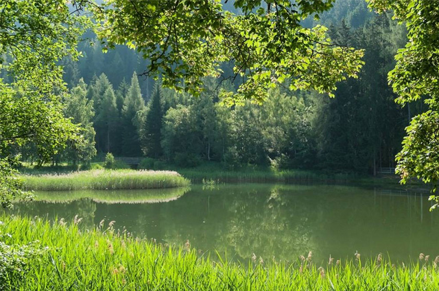 It's all greens with a lake surrounded by tall grass and trees.