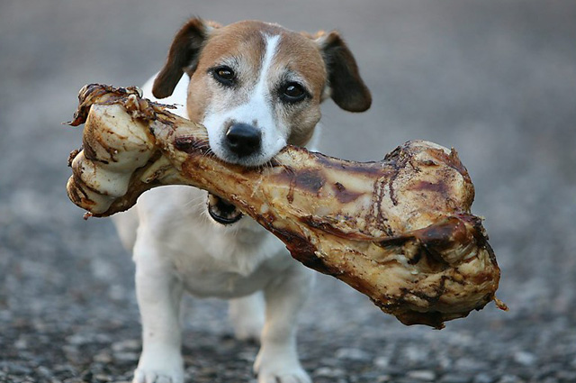 A cream and brown spotted puppy facing us with a gigantic bone in his mouth.