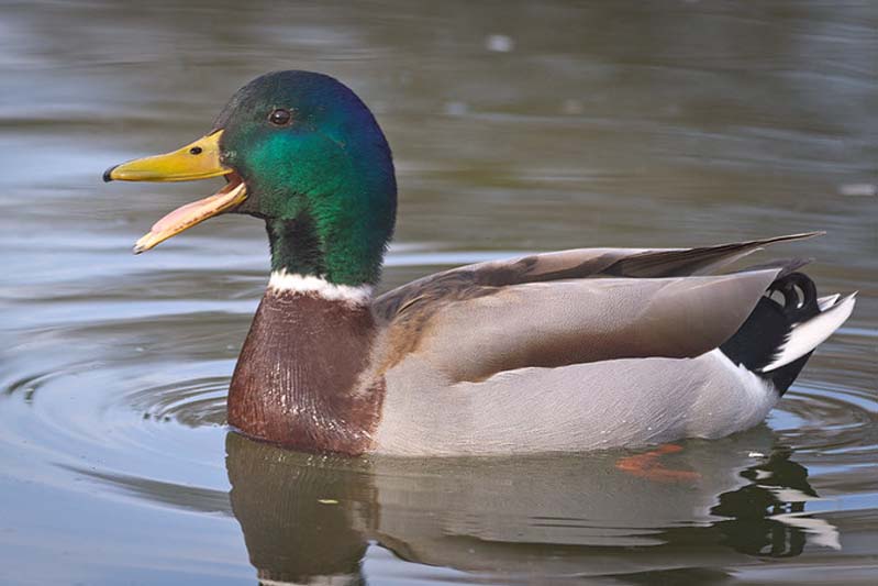 Mallard drake quacking while swimming in a pond.