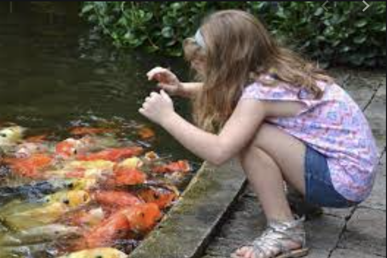 A young girl squats at the edge of a koi pond