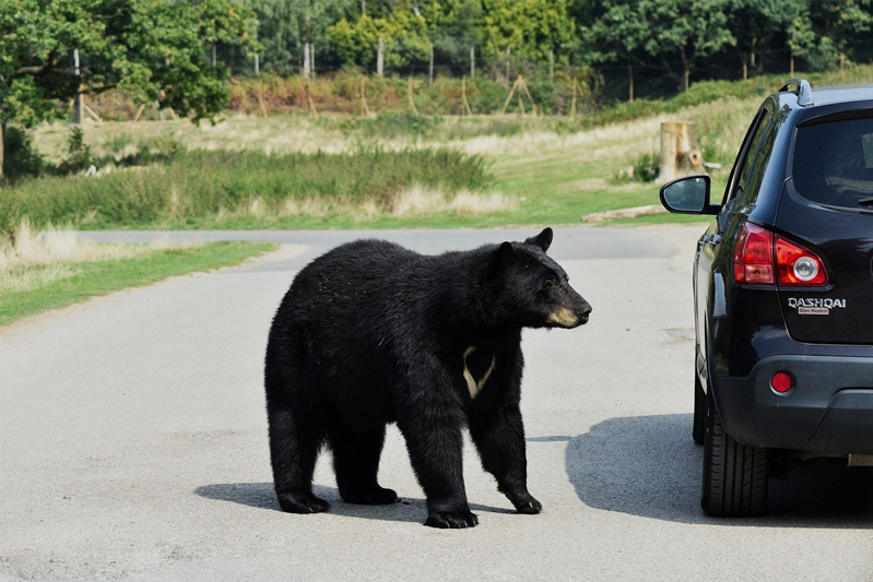 A black bear on all fours approaches a car on the road.