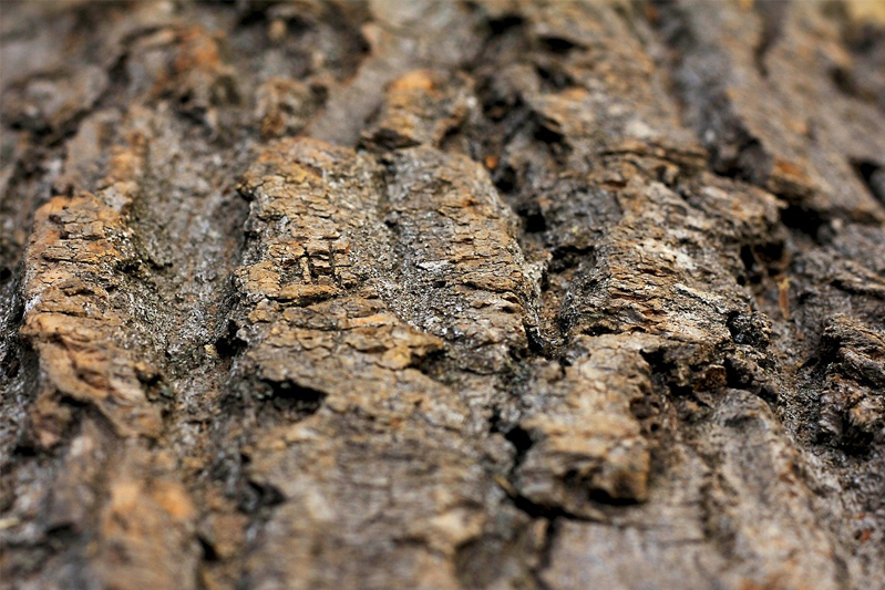 A close-up of rough-textured bark