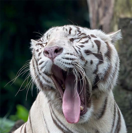 Close-up view of the head of a white tiger, yawning with the tongue out
