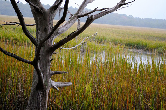 A bare tree in the foreground with a range of hills in the background, a meadow of grasses reveals a small body of water.