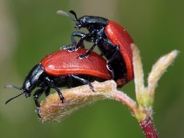Two black-and-red beetles having sex on a budding leaf