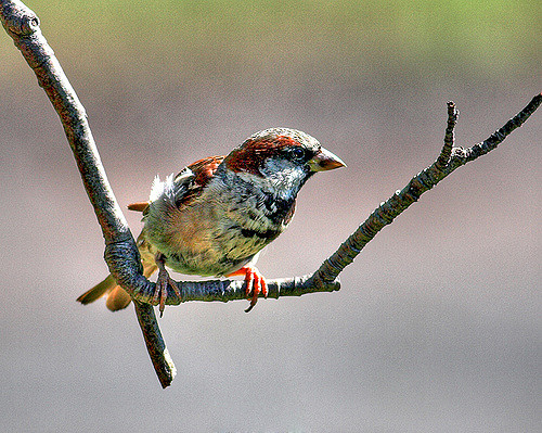 Colorful sparrow sitting on a branch with a hazy gray, pink and green background