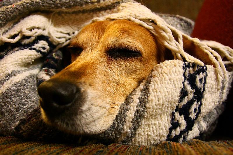 The golden head of a dog emerges from gray and cream blankets.