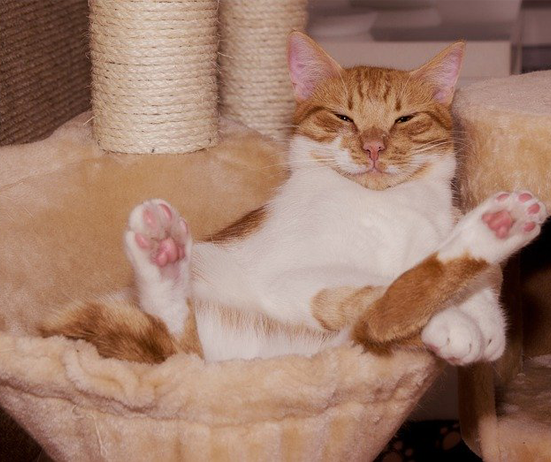 Marmalade cat  on its back in a cat bed