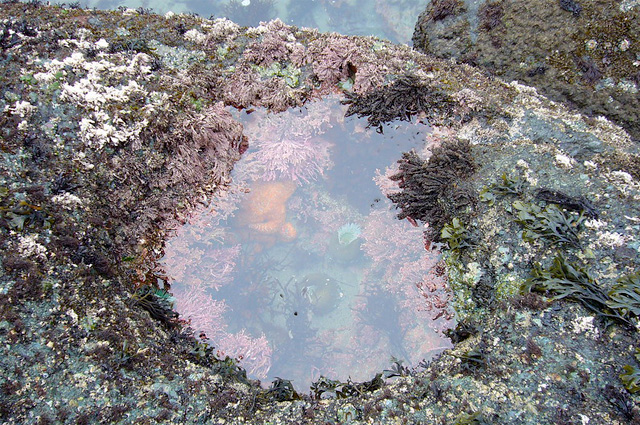 A small pocket of water with sea life set amid lichen-covered rock.