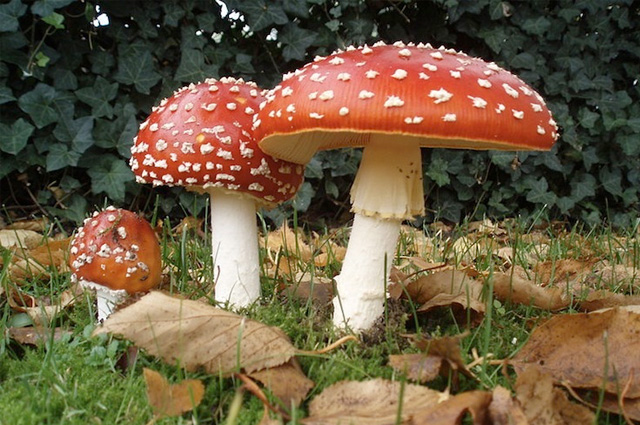 A ground-level close-up of three mushrooms with white stems and red heads stuffed with flecks of feathery white spots.