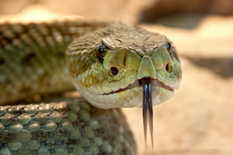 Close-up of a rattlesnake head with its forked tongue darting forth