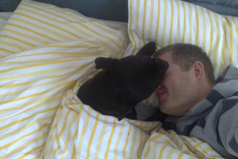 A black dog under the yellow-and-white stripped sheets licking his master's face.