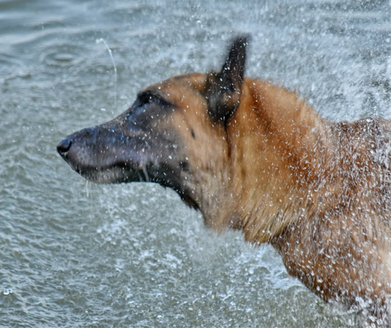 Profile of a German shepherd dog's head shaking water off his head