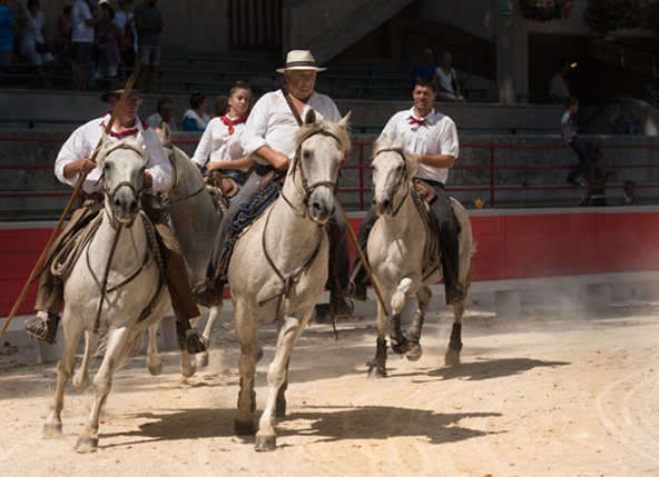 Four horsemen in white shirts riding white horses in a circuit
