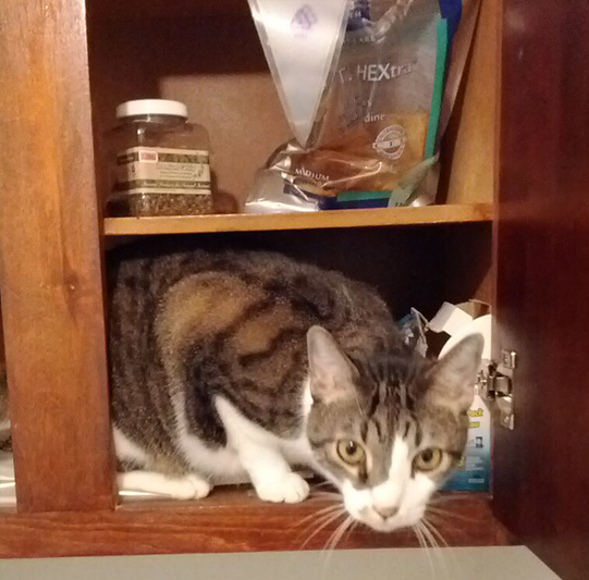 Kitten looking out through an open cupboard door