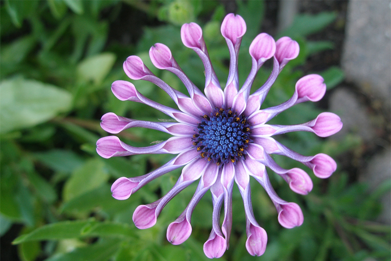 Pink spoon-shaped petals surround a navy and purple flower center.